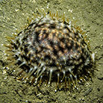 Cypraea tigris